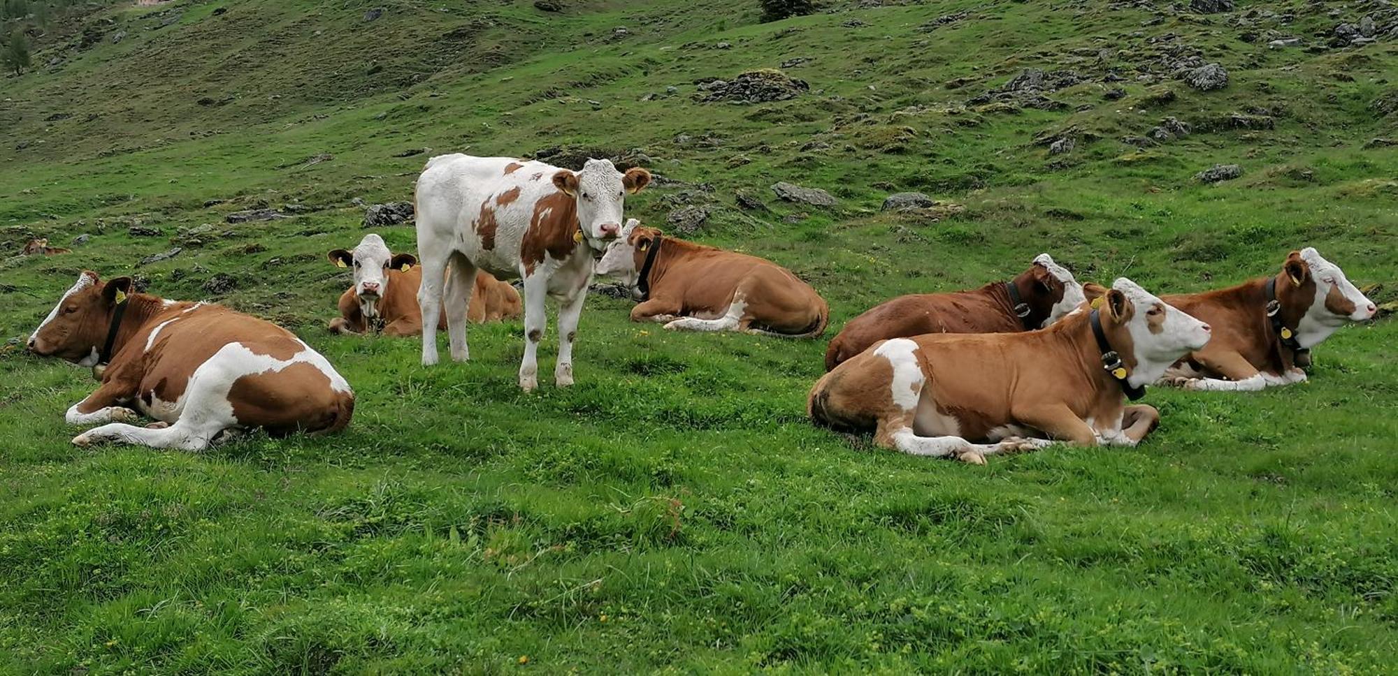 Oberjahrl 호텔 Ahrntal 외부 사진